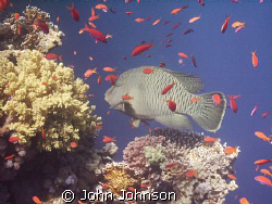 diving alond reef beach , i came across this fella , its ... by John Johnson 